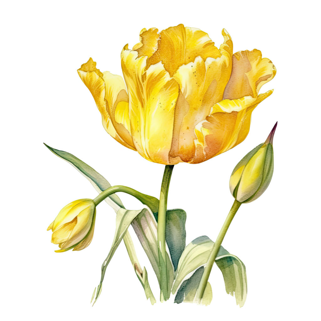 Bright Yellow Tulip Bathed In Sunlight Clipart - Furballfiesta.com ...